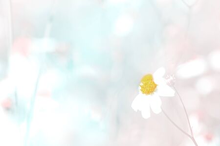 The White flowering grass,vintage style  tone as background. の写真素材