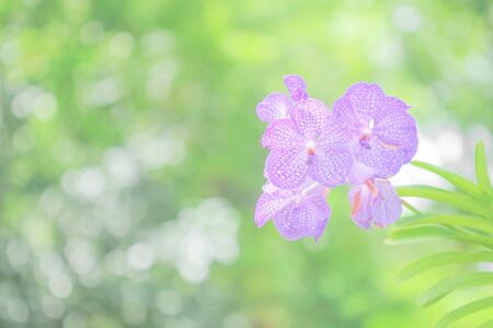 Beautiful purple orchid flower in garden  on green nature Bokeh background.の写真素材
