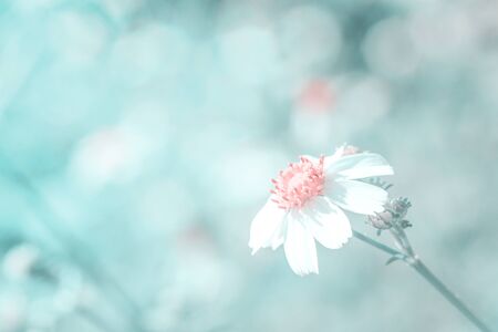 The White flower and grass in soft color style. Nature background. の写真素材