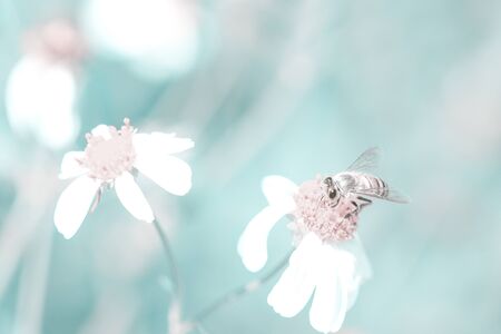 The Bee are sucking the nectar from the flowers. with blue tone as background.の写真素材