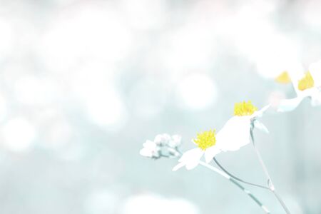The White flowering grass,vintage style  green tone as background. 
Vintage style grass softer tone.
Blur white flower grass background ,green toneの写真素材