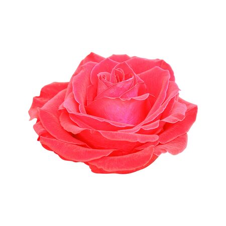 red rose isolated on white backgroundの写真素材