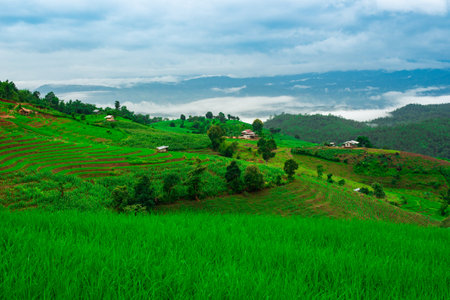 landscape with green field and blue sky at Ban Pa Pong Piang, Chiang Mai where is the most beautiful rice terraces filed of Thailandの写真素材