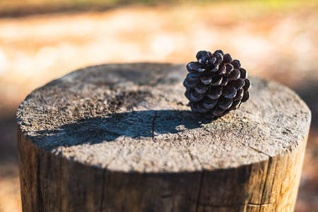 Focus at Pine cone on the log