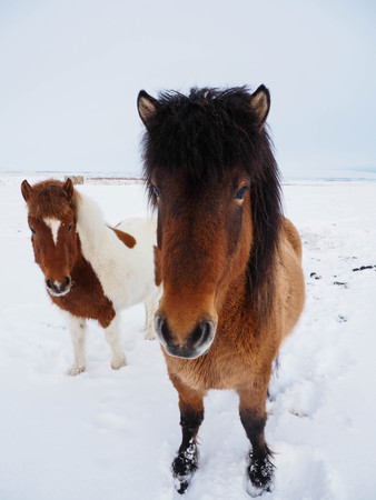 Charming brown Icelandic horses in snow field, winter timeの写真素材