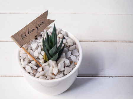House plant in a ceramic pot, on a wooden backgroundの写真素材