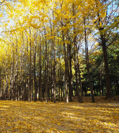 Gold autumn with sunlight, beautiful trees in the parkの写真素材