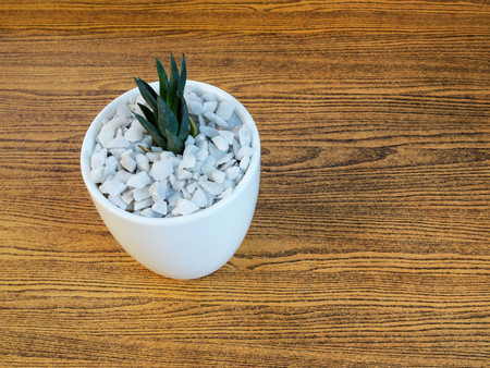 House plant in a ceramic pot, on a wooden backgroundの写真素材