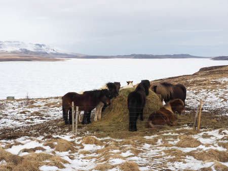 Icelandic horses feeding on field near frozen riverの写真素材
