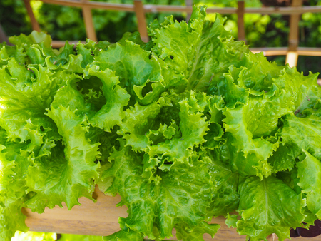 Lettuce salad in home gardenの写真素材