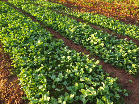 Vegetable garden grow in the row, on farmer field.の写真素材