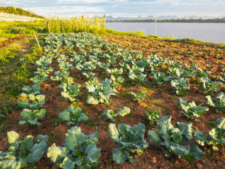 Vegetable garden grow in the row, on farmer field.の写真素材
