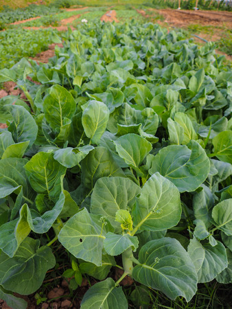 Vegetable garden grow in the row, on farmer field.の写真素材