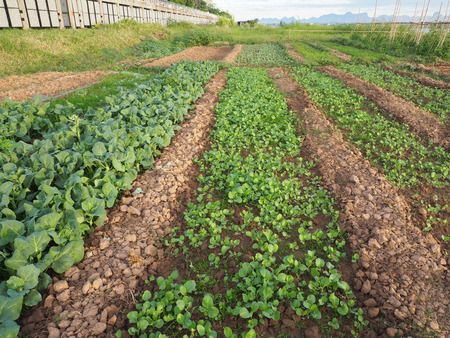 Vegetable garden grow in the row, on farmer field.の写真素材