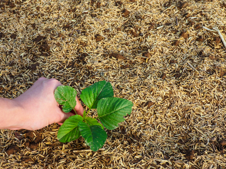 Close-up of hand holding small leavesの写真素材