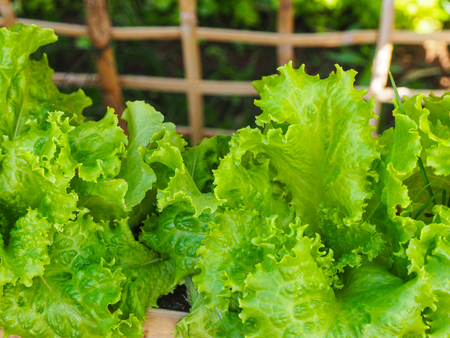 Lettuce salad in home gardenの写真素材