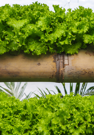 Lettuce salad in home gardenの写真素材