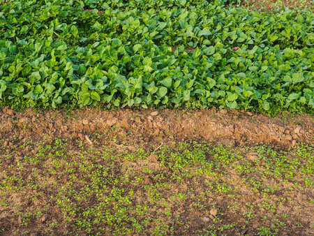 Vegetable garden grow in the row, on farmer field.の写真素材