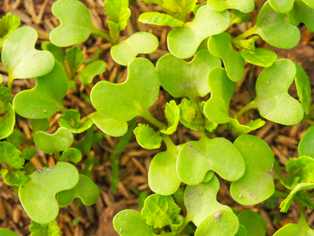 Young green seedling plant in garden.の写真素材