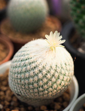 Little cactus in the small pot, plant for decoration.の写真素材