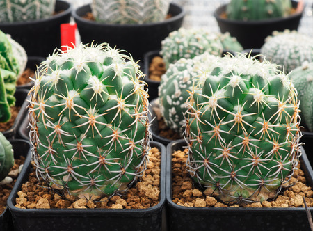 Little cactus in the small pot, plant for decoration.の写真素材