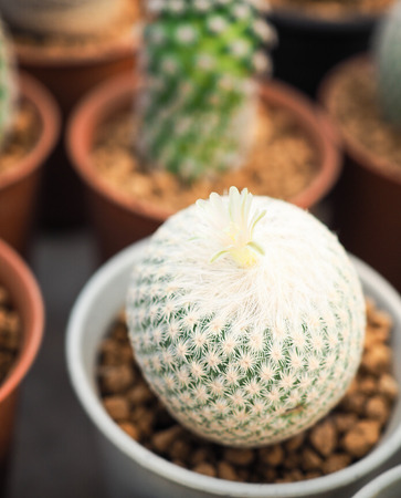 Little cactus in the small pot, plant for decoration.の写真素材