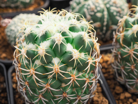 Little cactus in the small pot, plant for decoration.の写真素材