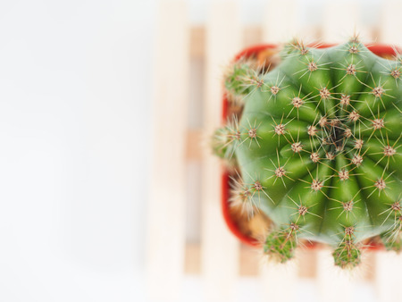 Little cactus in the small pot, plant for decoration.の写真素材