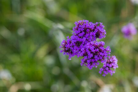 Purple Flowerの写真素材