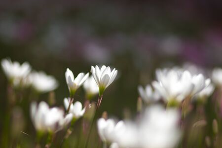 White Flower