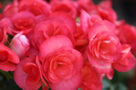 flowerの写真素材