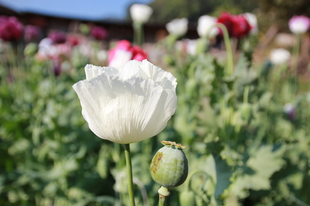 Opiumの写真素材