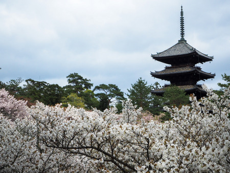 cherry blossom at Ninnaji temple Kyoto Japanのeditorial素材
