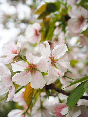 Sakura Cherry Blossomの写真素材