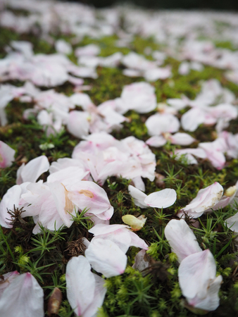 Close up japan cherry blossom on the grass floorの写真素材