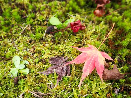 Red maple leaf on the greensward
