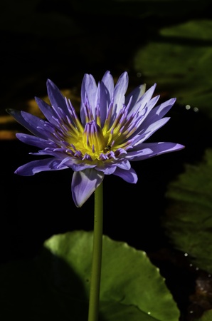 The little fly on The lotus in the morningの写真素材