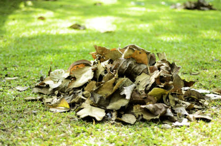 Garbage heap of dried leaves.の写真素材