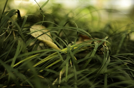 One death is one thing to grow.の写真素材