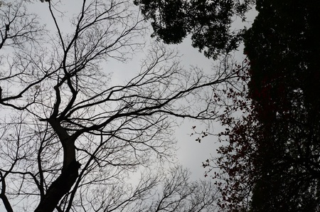 falling leaves in silhouetteの写真素材