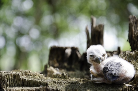 Owlの写真素材
