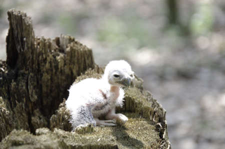 Owlの写真素材
