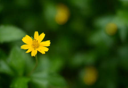 flowerの写真素材