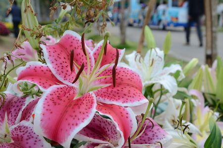 lilyの写真素材