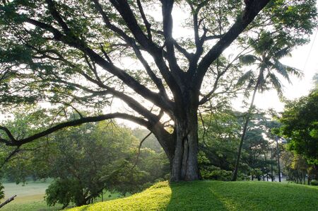 tree