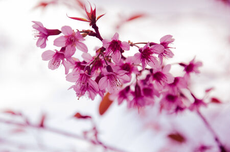 Wild Himalayan Cherryの写真素材