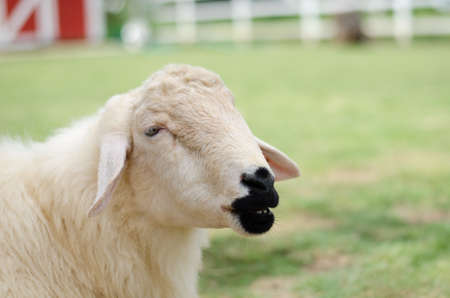 sheepの写真素材