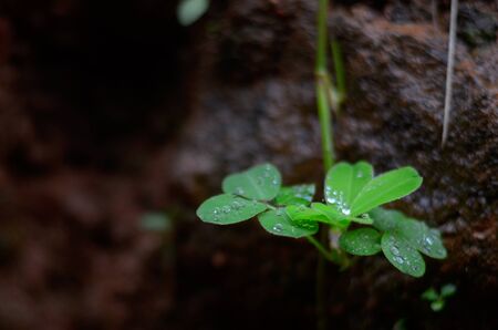 drop on small leavesの写真素材