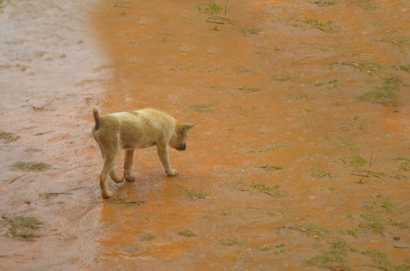 stray puppy walking on mud after rainの写真素材