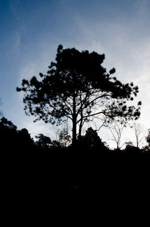 the tree with silhouette backgroundの写真素材